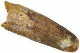 Real Fossil Spinosaurus Tooth - Feeding Worn Tip #311274-1